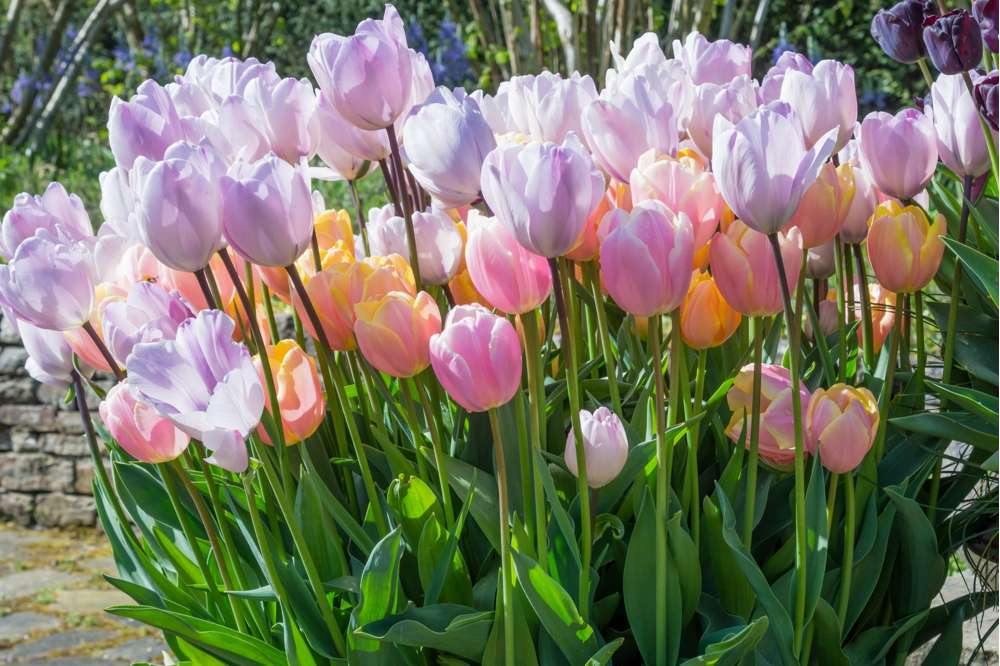 Bubblegum' tulppaanimix